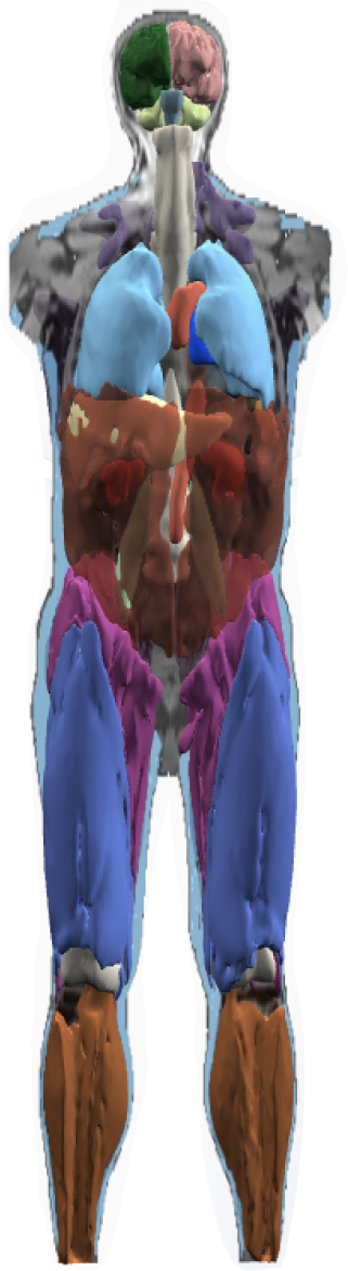 AI-segmented whole-body anatomy from a Q Exam MRI, color-coded by organ system.